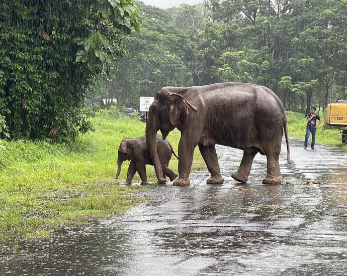 ‘Secret squad’ of Asian elephants in China help police track and capture five people trying to cross border to Laos illegally