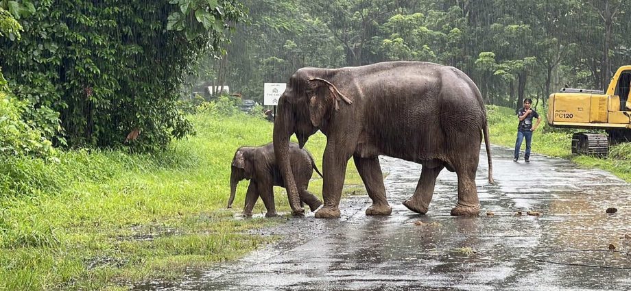 ‘Secret squad’ of Asian elephants in China help police track and capture five people trying to cross border to Laos illegally