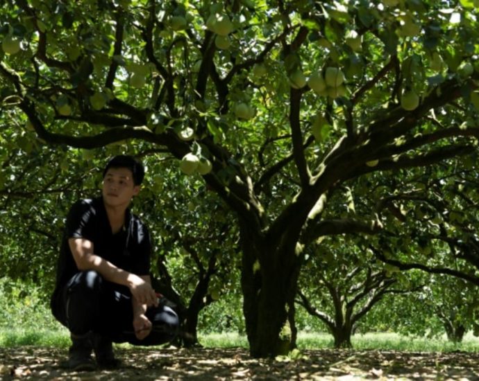 Taiwan fruit, fish farmers feel squeeze of China’s sanctions