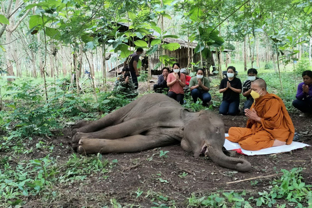 Wild elephant dies from infected wound after treatment