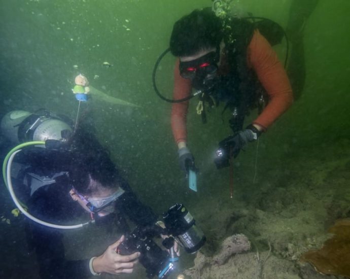 Are there sharks in Singapore? Volunteer divers to survey local reefs, document biodiversity