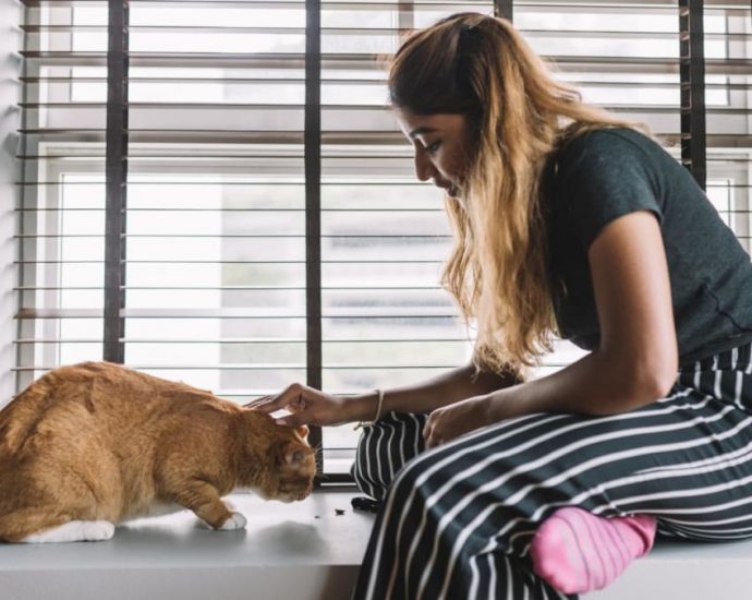 AVS seeking views on feline welfare framework, including pet cat ownership in HDB flats