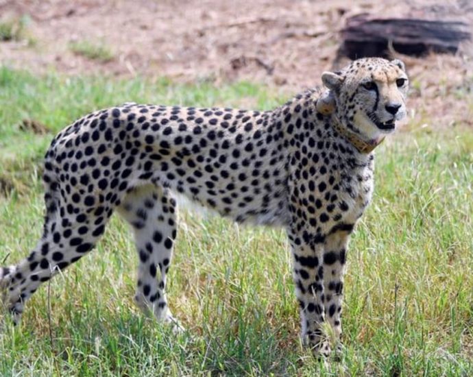 Cheetahs return to India after 70-year absence