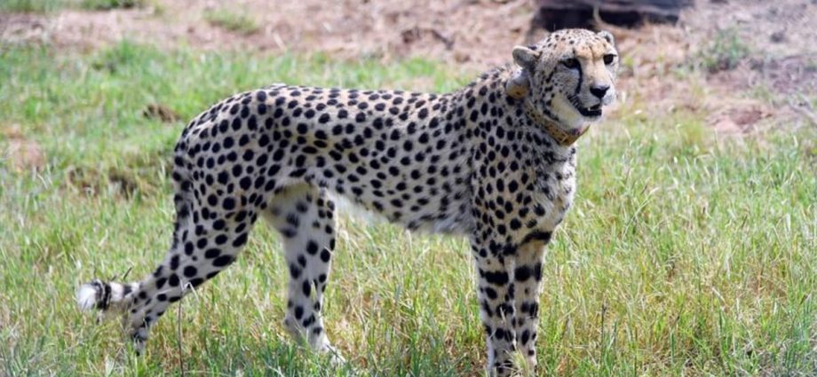 Cheetahs return to India after 70-year absence