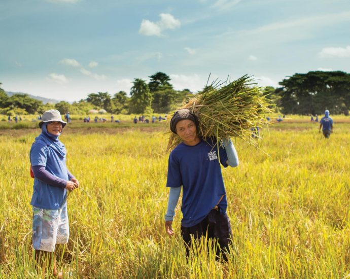 «គោព្រៃ» នៅកម្ពុជា ដង្ហើយហៅការអភិរក្ស