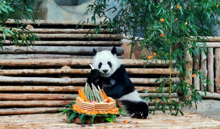 Giant panda Lin Hui turns 21 at Chiang Mai Zoo