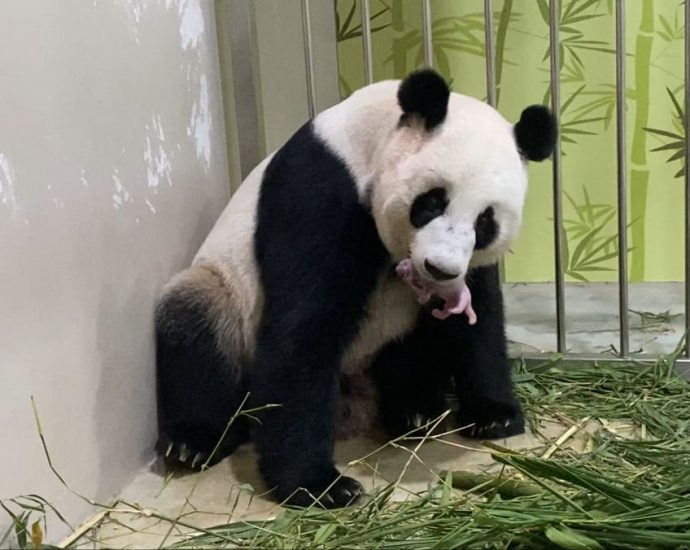 Giant pandas Jia Jia, Kai Kai to extend stay in Singapore until 2027