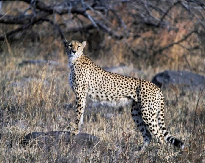 India’s cheetah reintroduction is a political tactic