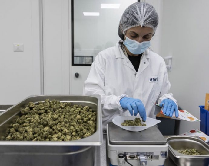 Japan health panel recommends allowing import, use of medical marijuana products