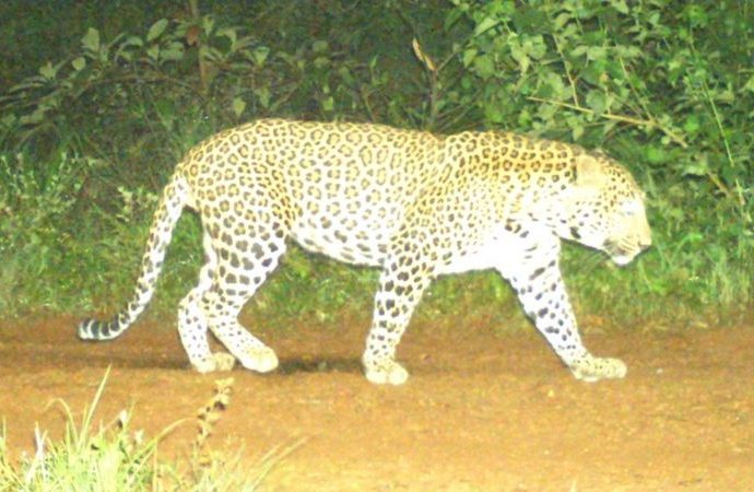 Karnataka: India state deploys 300 people to catch elusive leopard