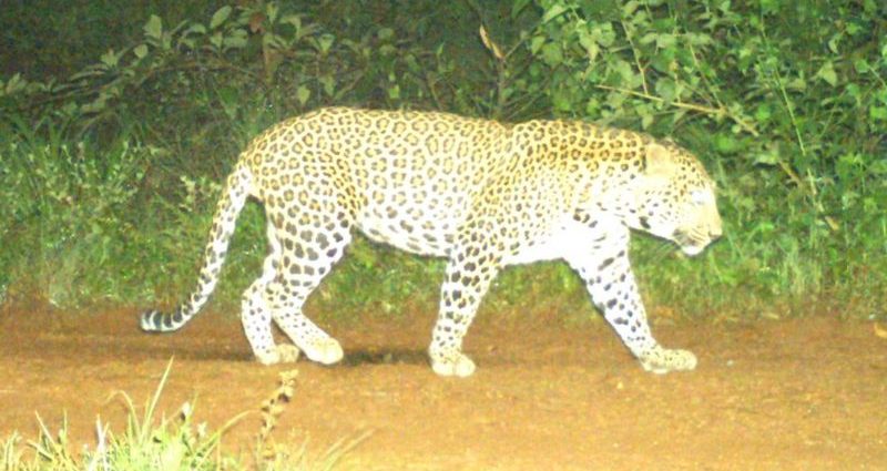 Karnataka: India state deploys 300 people to catch elusive leopard