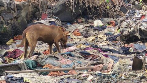 Kerala dog attacks: Why the state has a fraught relationship with strays