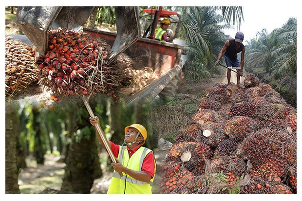 Malaysian palm oil gaining greater global acceptance