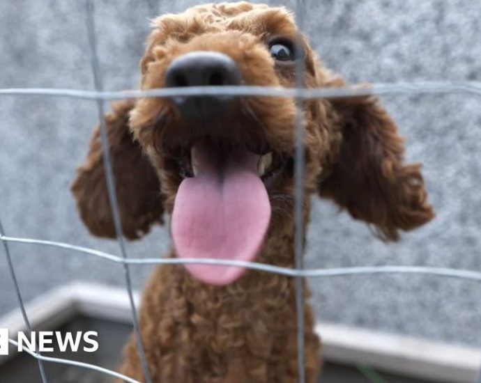 Meet China’s lost pet detectives