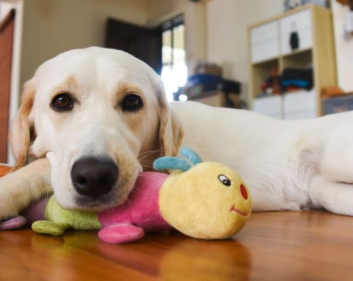 Meet Eve, the first guide dog fully trained in Singapore