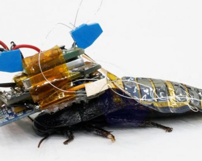 Meet Japan’s cyborg cockroach, coming to a disaster area near you