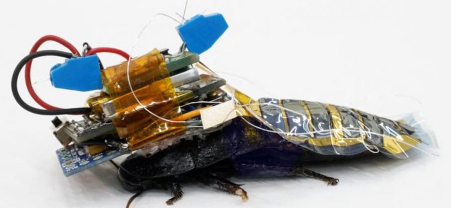 Meet Japan's cyborg cockroach, coming to a disaster area near you
