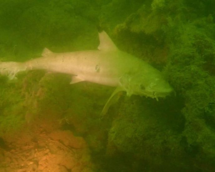 NParks says dead blacktip sharks likely caught in gill net, reminds public about sustainable fishing methods