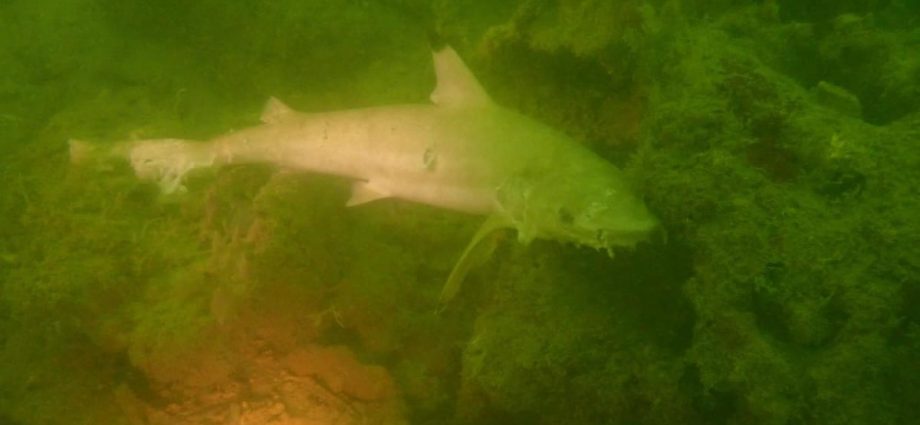 NParks says dead blacktip sharks likely caught in gill net, reminds public about sustainable fishing methods