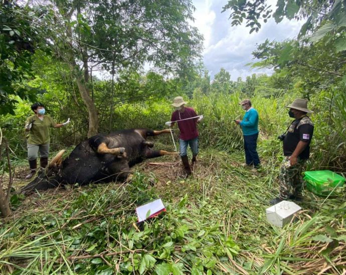 Old gaur found dead near village