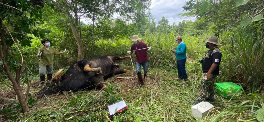 Old gaur found dead near village