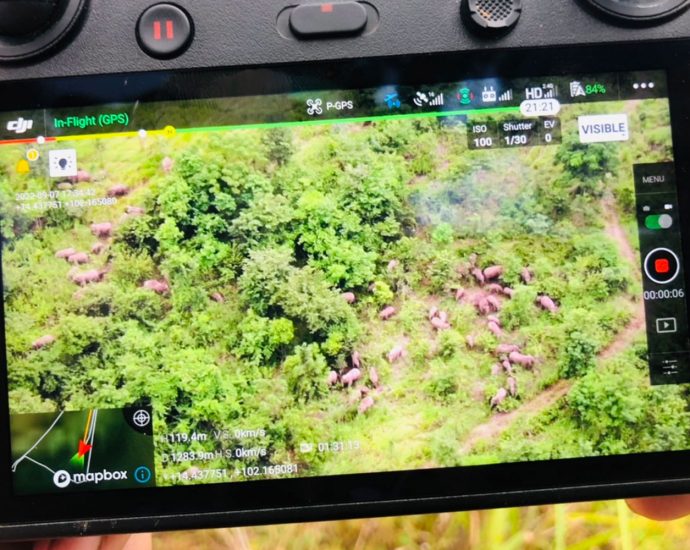 Over 100 wild elephants brought back to forest