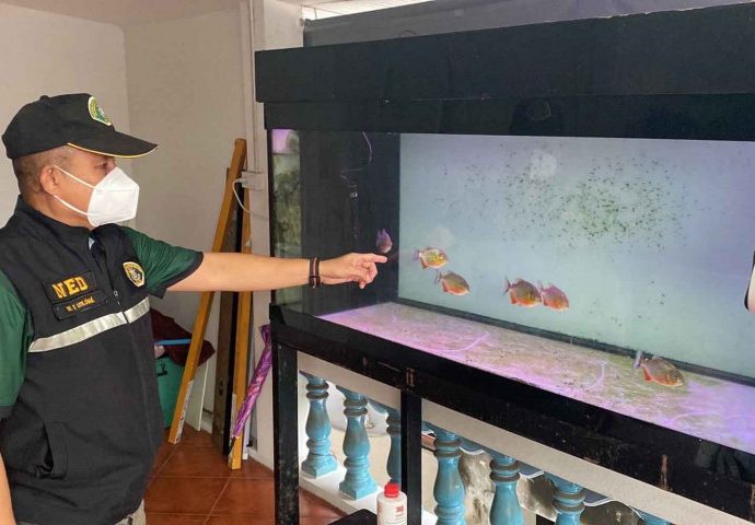 Piranha fish trader arrested