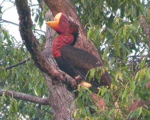 Rare hornbills get boost