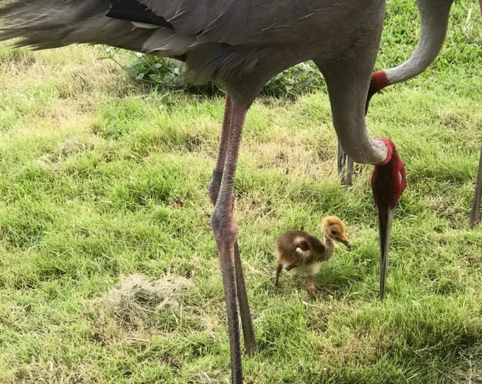 Sarus crane hatched at zoo