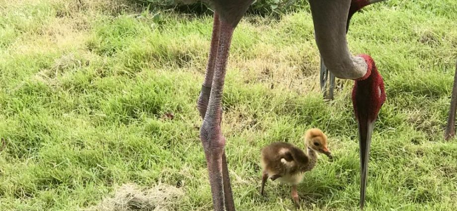 Sarus crane hatched at zoo