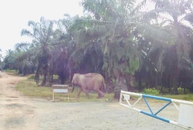 Senior citizen killed in Tawau elephant attack