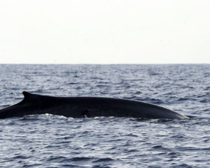 Shipping giant changes course to save Sri Lanka whales