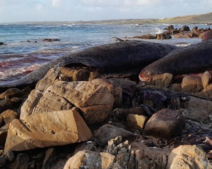 Sperm whales die in mass stranding on Australian beach