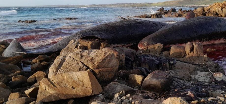 Sperm whales die in mass stranding on Australian beach