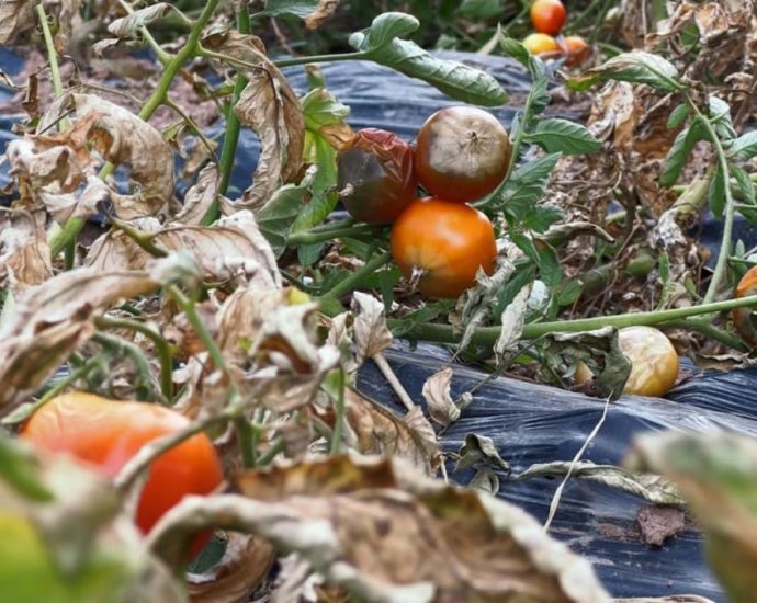 ‘The soil is as hard as rock’: Farmers reel from China heatwave as food inflation looms