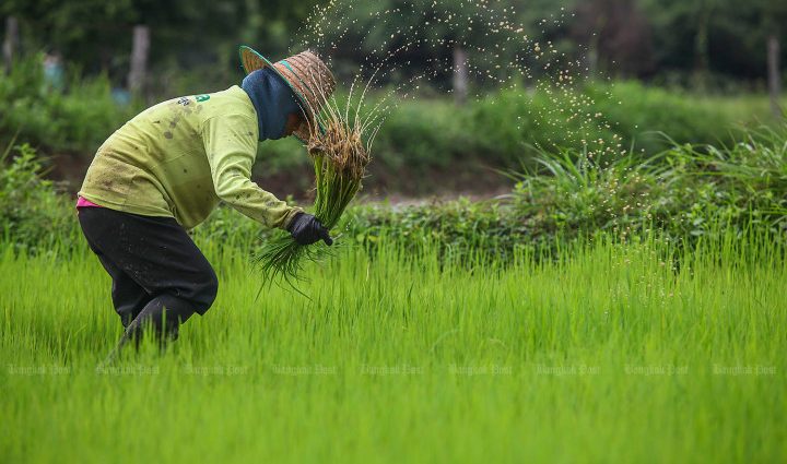 Vietnam: No agreement with Thailand on rice prices