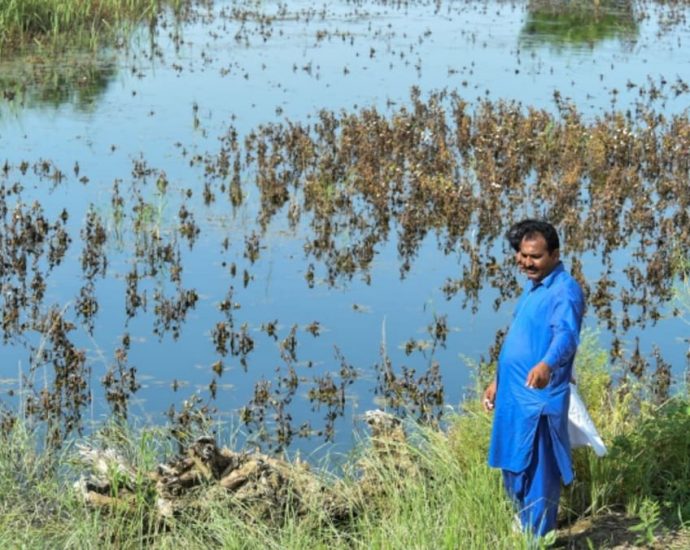 ‘We’ve gone back 50 years’: Pakistan farmers count flood damage