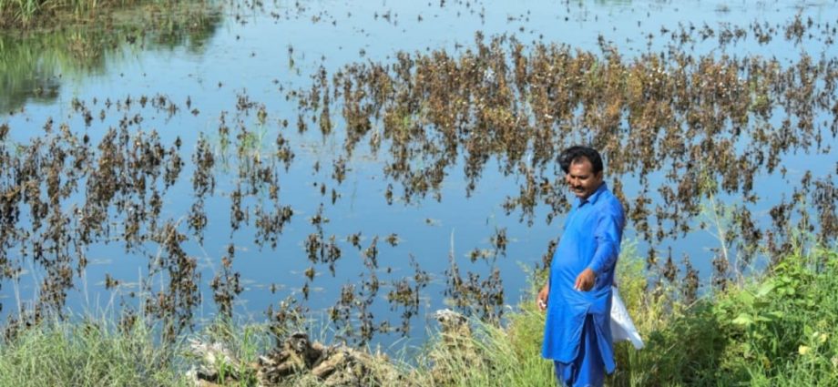 ‘We’ve gone back 50 years’: Pakistan farmers count flood damage