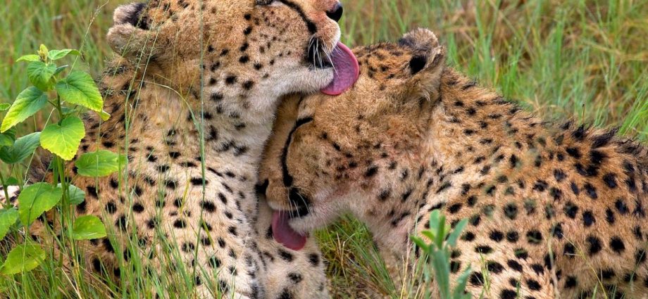 Why India’s Project Cheetah makes no ecological sense