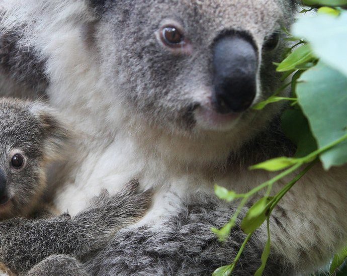 Australia vows new plan to stop extinction crisis