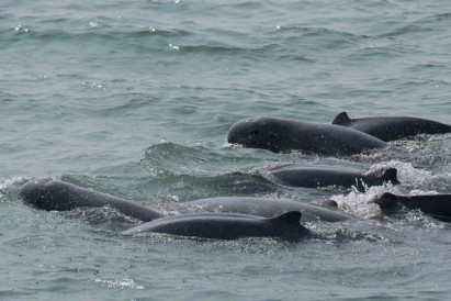 Bridge project ‘threatens rare dolphins’