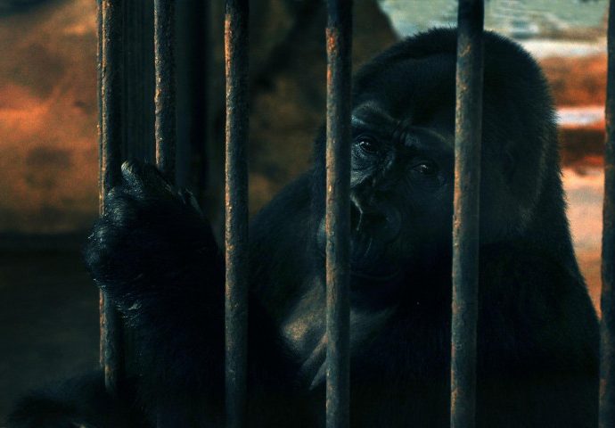‘Bua Noi’ may finally make ape escape
