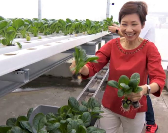 Chye sim, mint, basil: Singapore vegetable farm wants more consumers for its greens