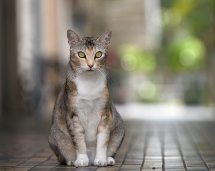 Commentary: With review of HDB rules on pet ownership, are more homes for cats on the horizon?