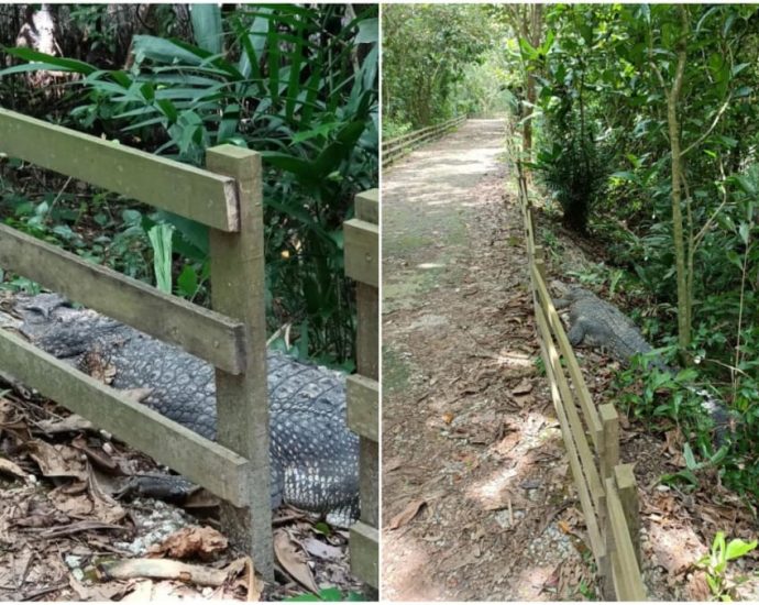 Crocodile seen near walking path in Sungei Buloh Wetland Reserve, NParks advises public to keep a distance