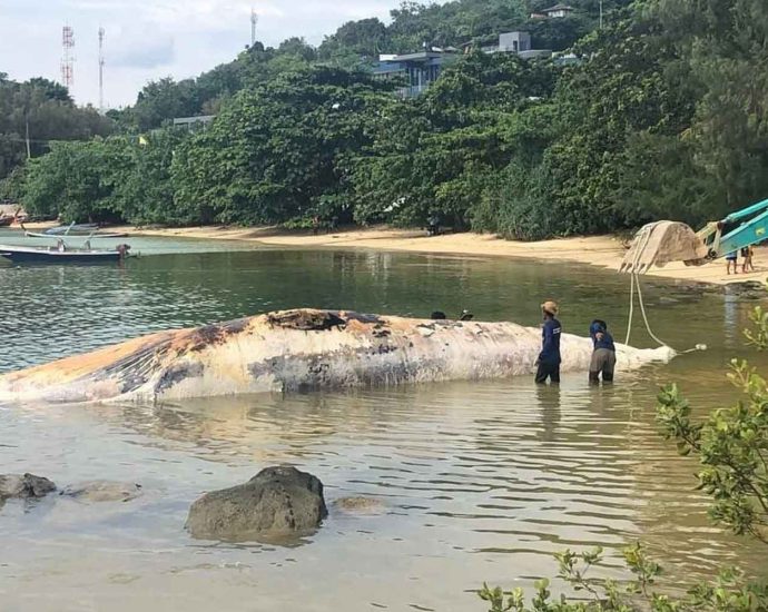 Dead whale in Phuket bay