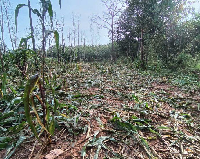 Elephant incursions a growing problem in Korat