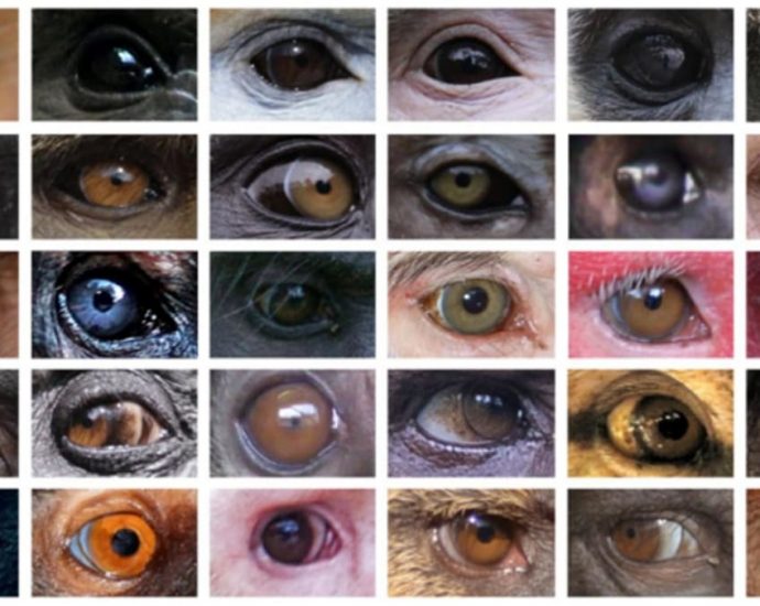 Eye colour variation in primates partly due to lighting differences in habitats: NUS study