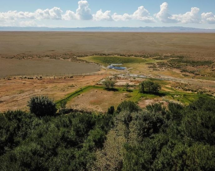 Forests in the desert: Why Mongolia is banking on a billion new trees to halt desertification