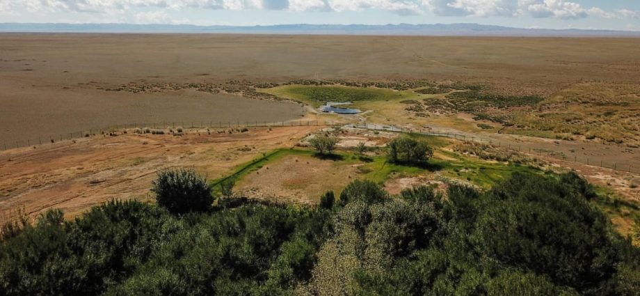 Forests in the desert: Why Mongolia is banking on a billion new trees to halt desertification